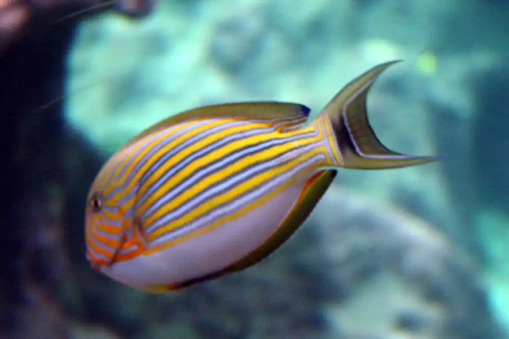 Lineatus Clown Tang - qm