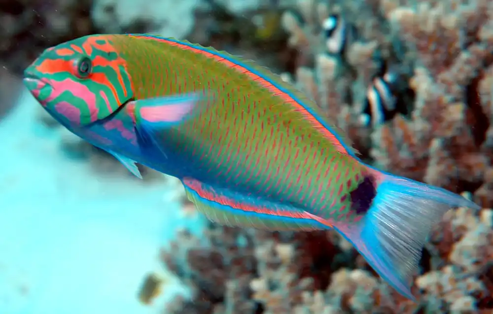 Lyretail Wrasse MAC Certified - qm