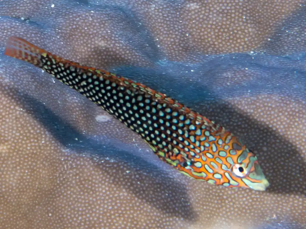 Ornate Leopard Wrasse - qm