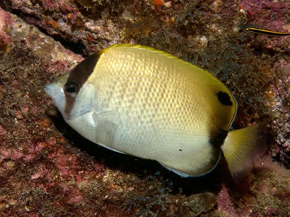 Painted Reef Butterfly - qm