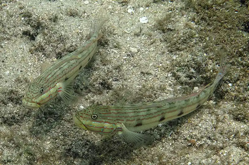 Sleeper Striped Goby MAC Certified - qm