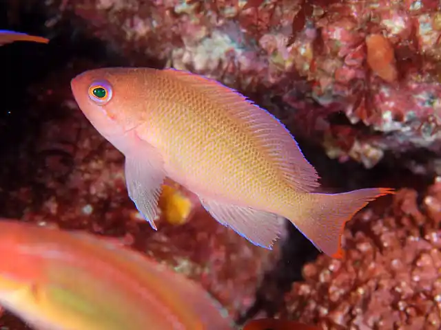 Stocky Male Anthias - qm