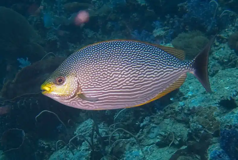 Streaked Spinefoot Rabbitfish - qm