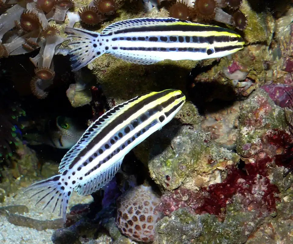 Striped Blenny - qm