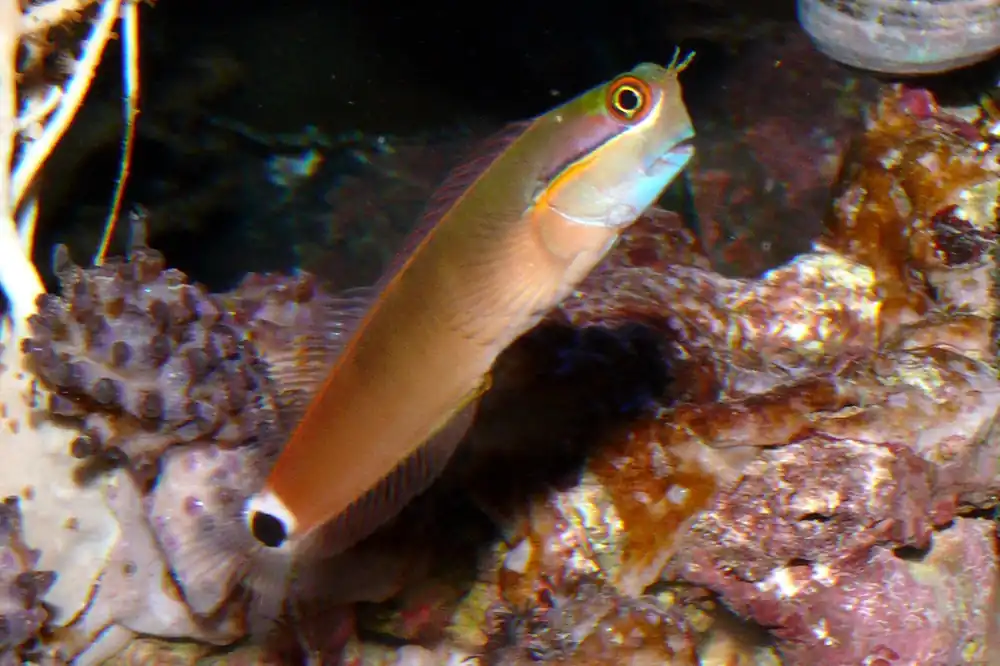 Tail-Spot Blenny MAC Certified