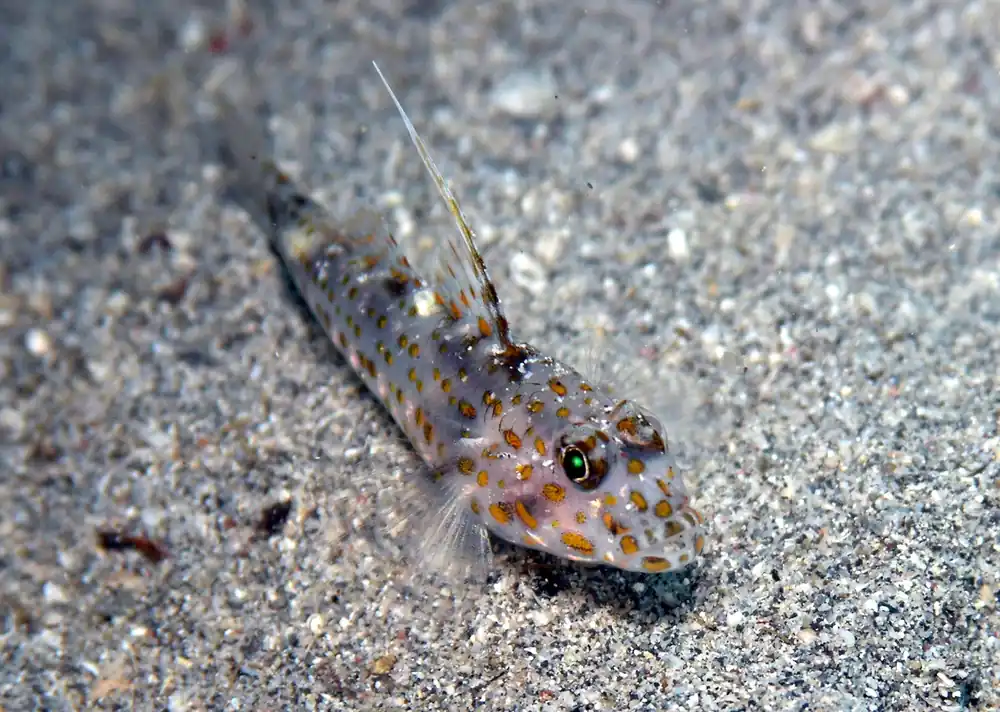 Tangaroa Goby - qm