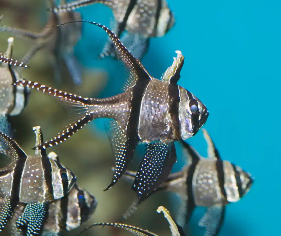 Banggai Kaudern's Cardinal Aquacultured - qm