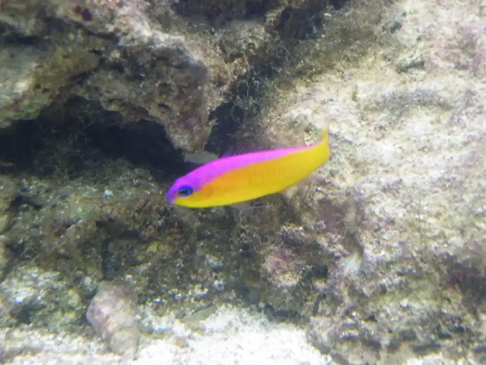 Diadem Purple Stripe Dottyback - qm