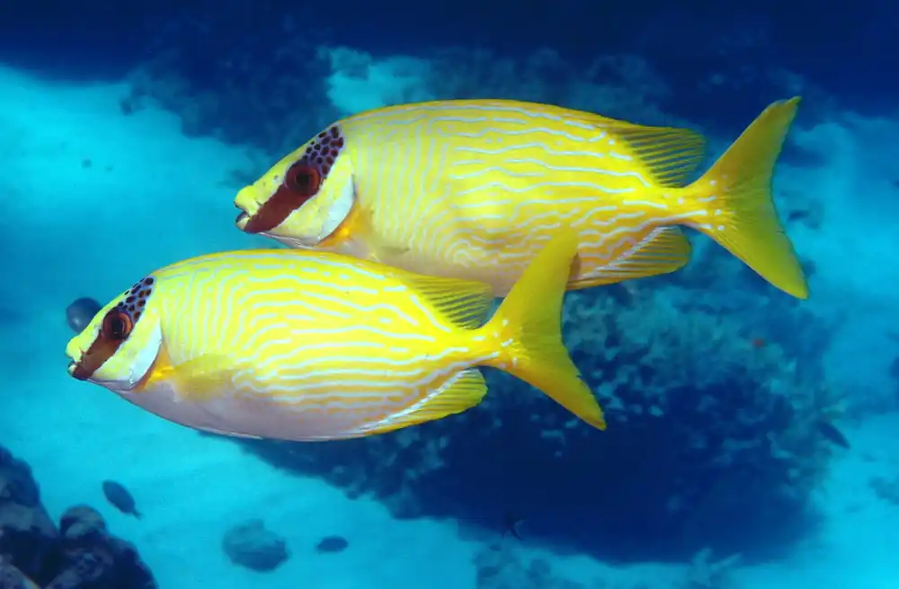 Masked Spinefoot Rabbitfish - qm