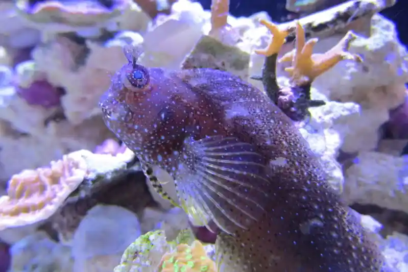 Starry Blenny - qm