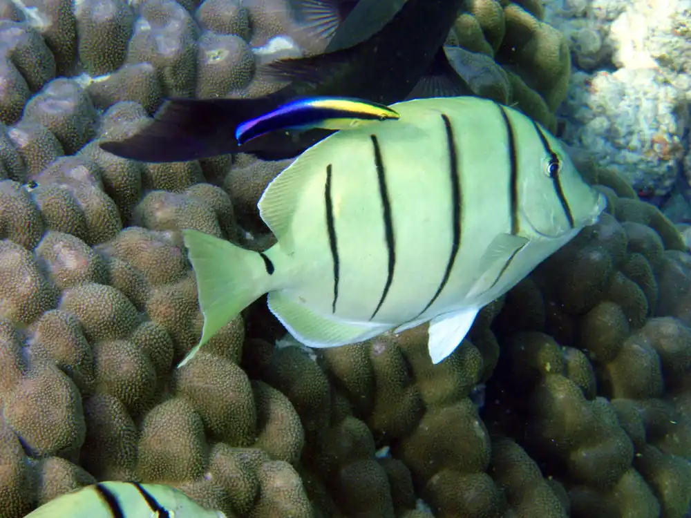 Convict Tang MAC Certified - qm