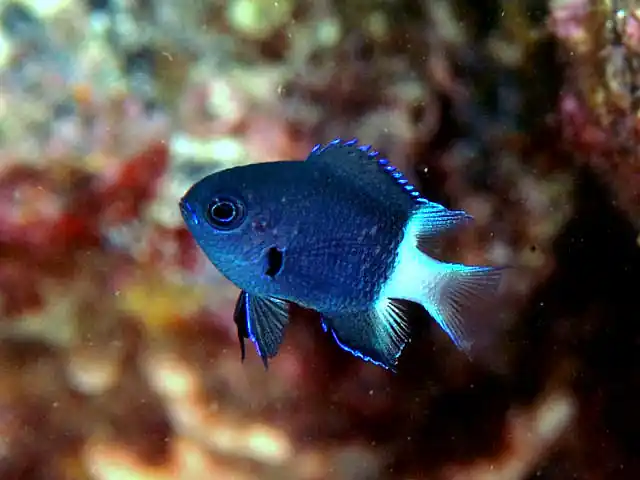 Black & White Chromis Damsel MAC Certified - qm