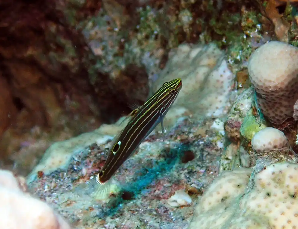 Hector's Goby Goby - qm