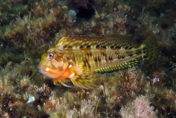 Molly Miller Blenny - qm