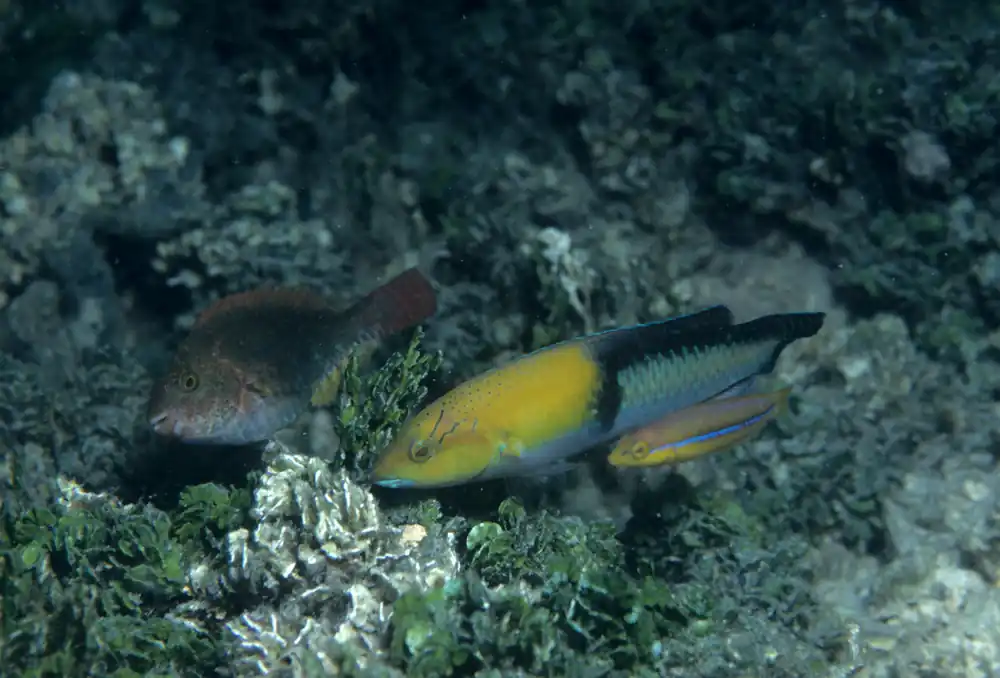 Neon Wrasse - qm