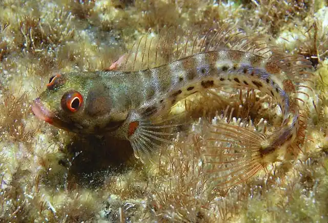 Panamic Barnacle Blenny - qm