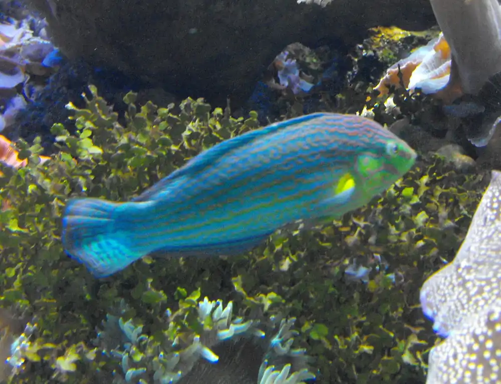 Pinstriped Male Melanurus Wrasse MAC Certified - qm