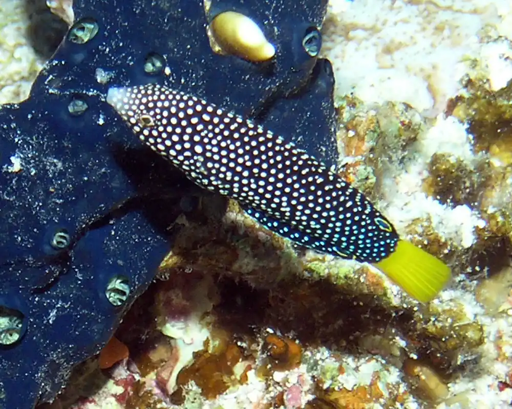 Yellowtail Wrasse - qm