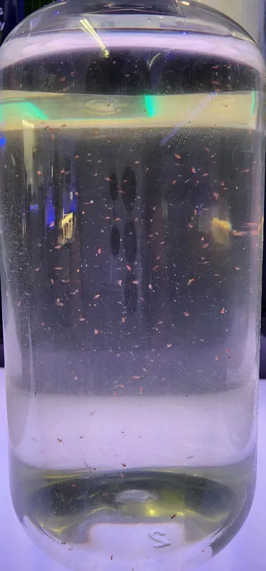 LIVE Copepod Blend: Tigger + Tisbe + Apo Pods Food - Coral's Coral