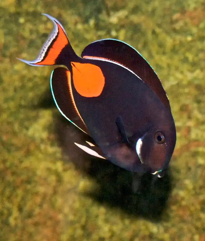 Adult Achilles Tang - qm