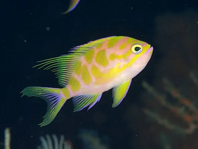 Checked Swallowtail Borbonius Anthias - qm