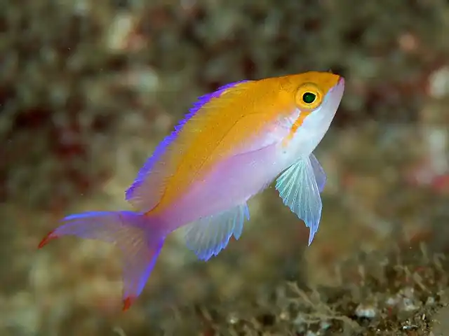 Fancy Bicolor Anthias - qm