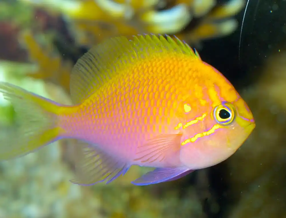 Fathead / Sunburst Anthias - qm
