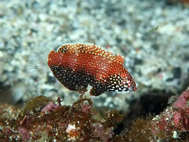 Leopard Black Wrasse :: Eastern Asia - qm