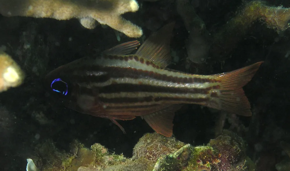 Ochre Striped Cardinal - qm