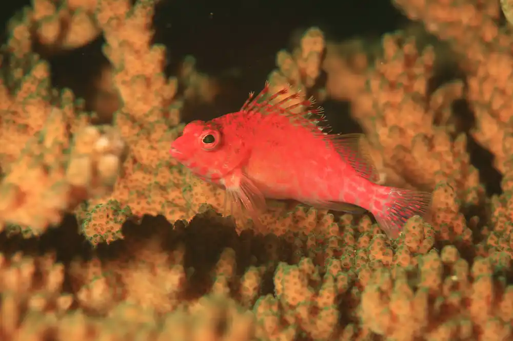 Pixie Hawkfish :: Eastern Asia - qm