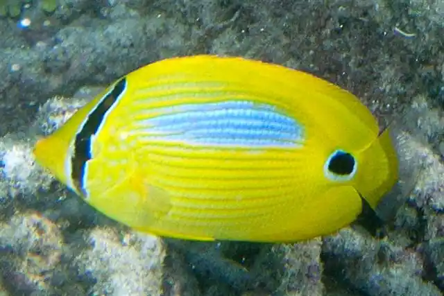 Plebeius Blue Spot Butterfly :: Central Pacific - qm