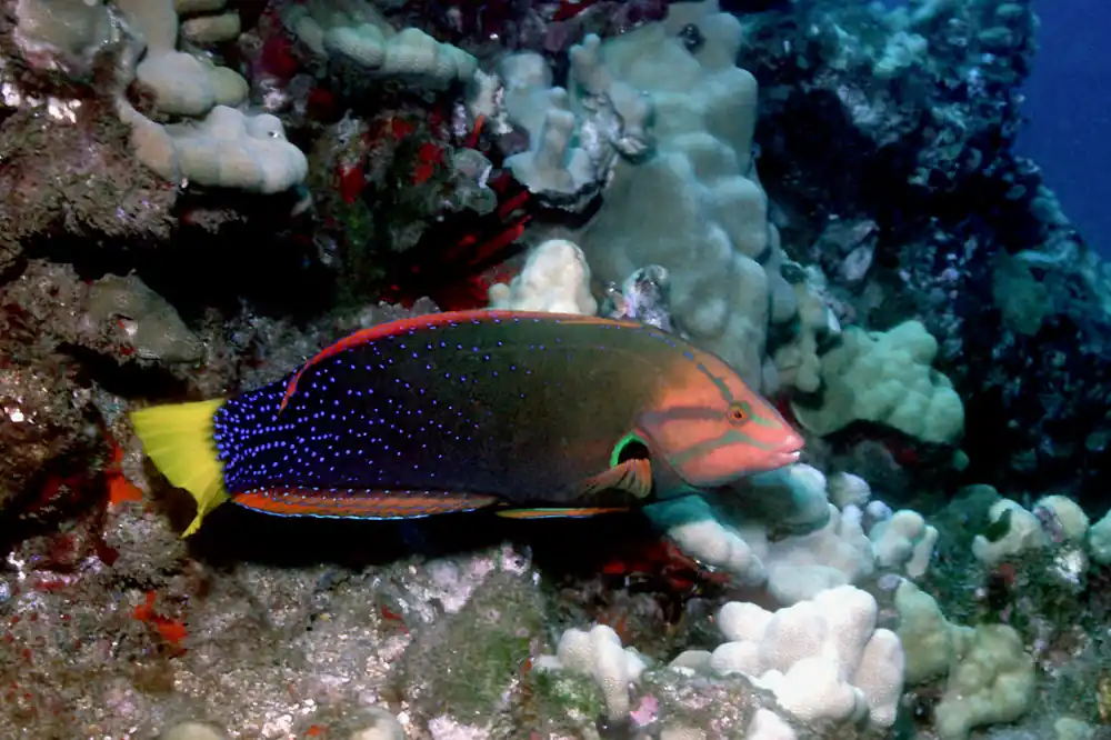 Red Coris Adult Wrasse - qm