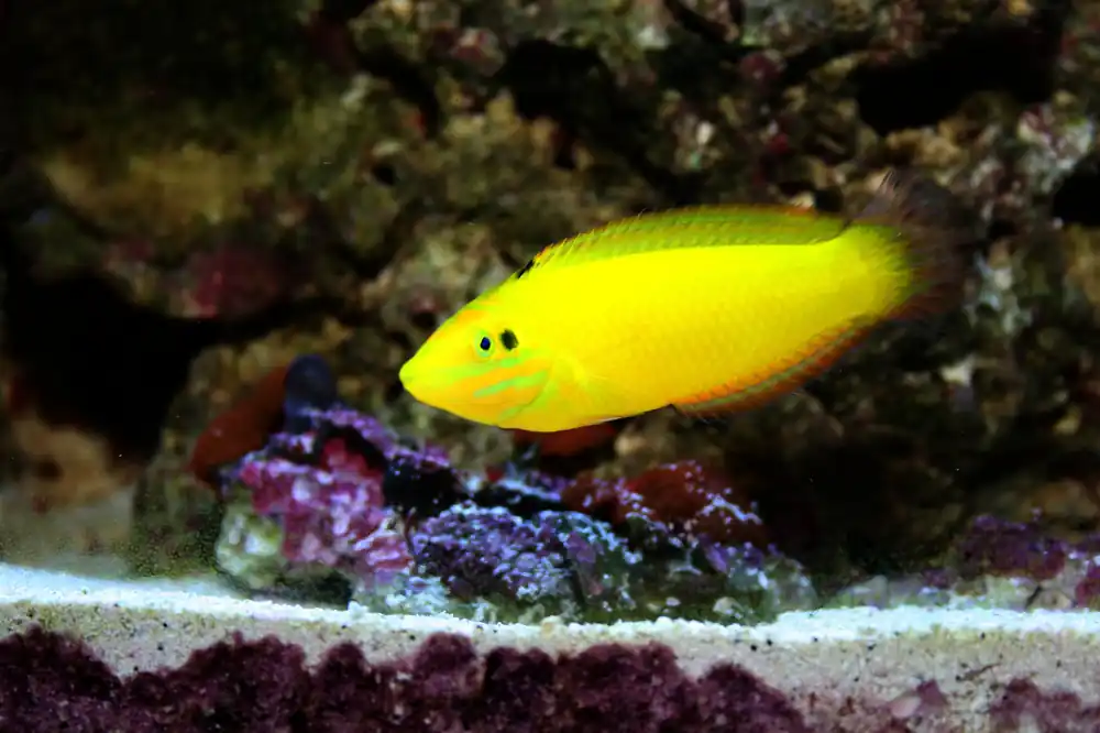 Yellow Chrysus Wrasse - qm
