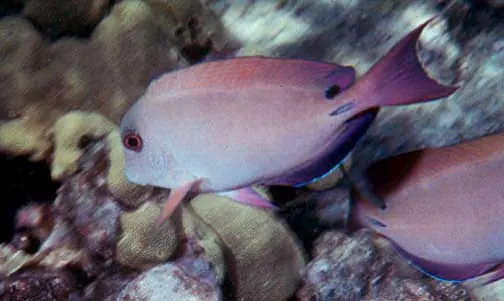 Lavender Tang - qm