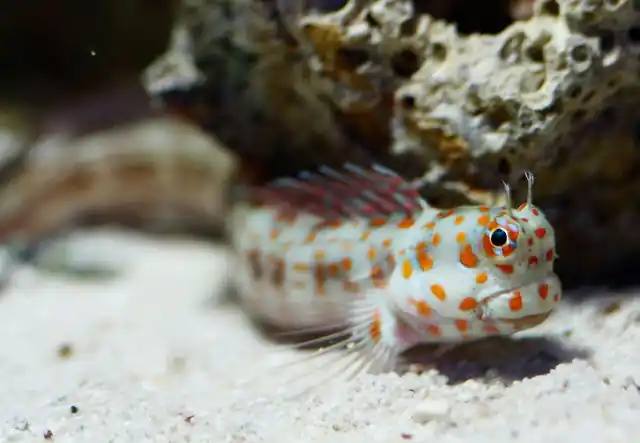 Orange Spotted Blenny - qm