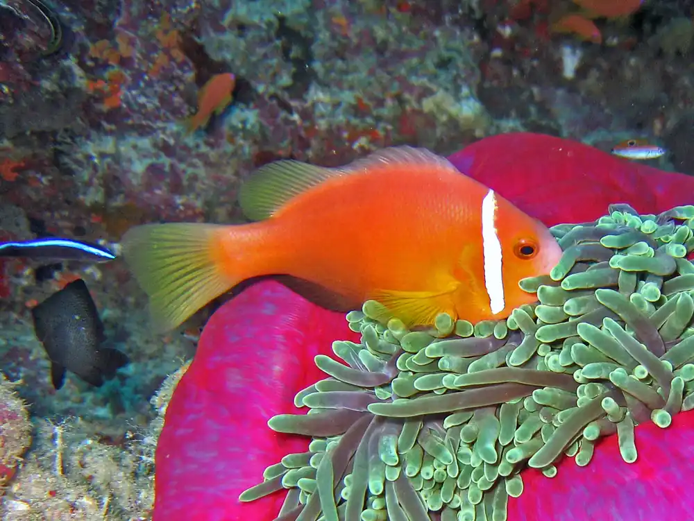 True Skunk Rose Clownfish - qm