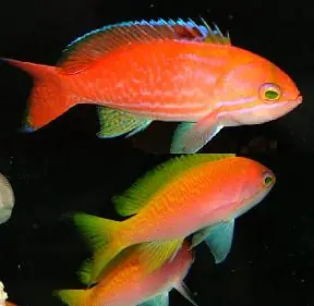 Two-spot Basslet Anthias