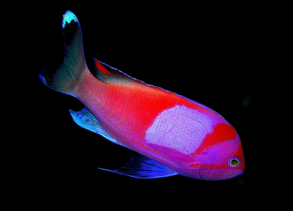 Squareback Male Anthias - qm
