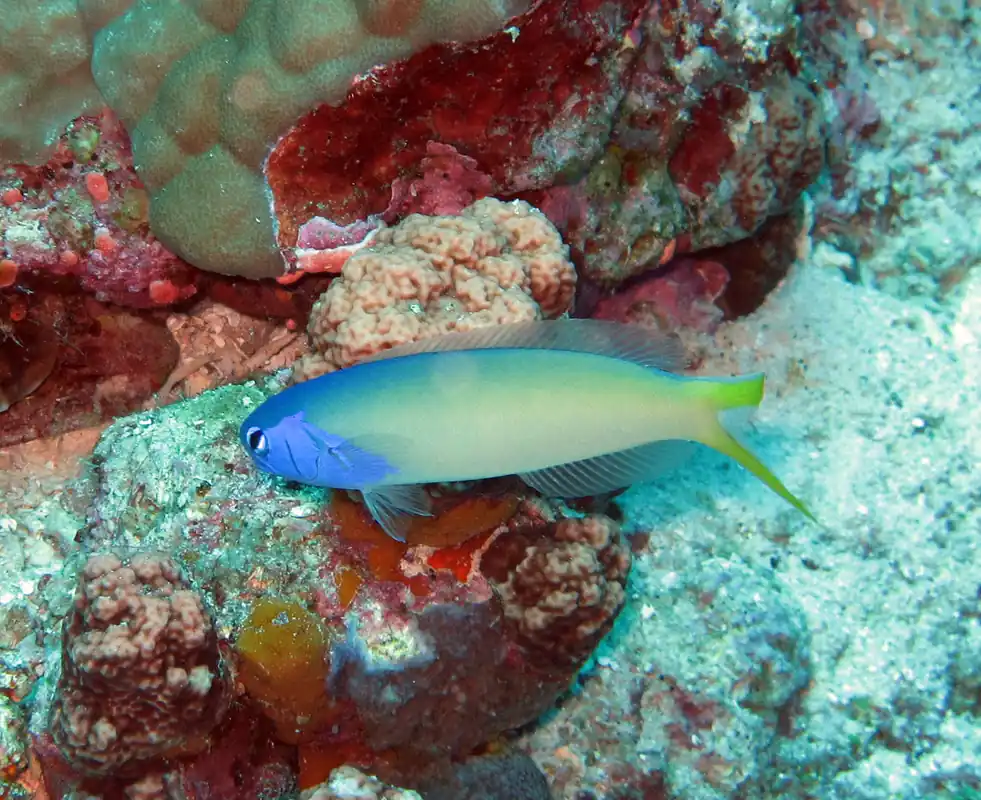Tilefish Blue Jaw Goby - qm