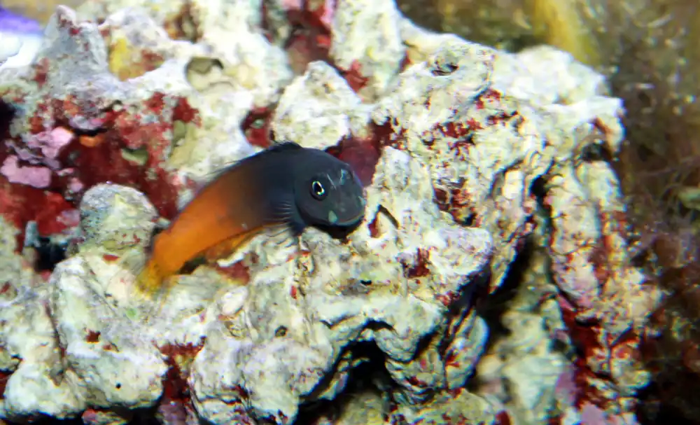 Bicolor Blenny :: Eastern Asia - qm