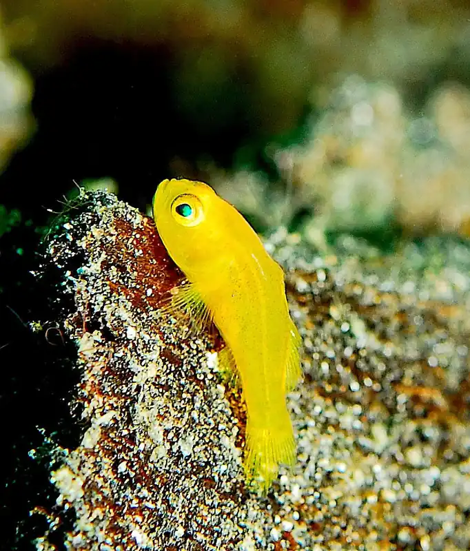 Yellow Clown Goby - qm