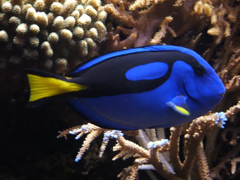 Blue Hippo Tang :: Melanesia - qm