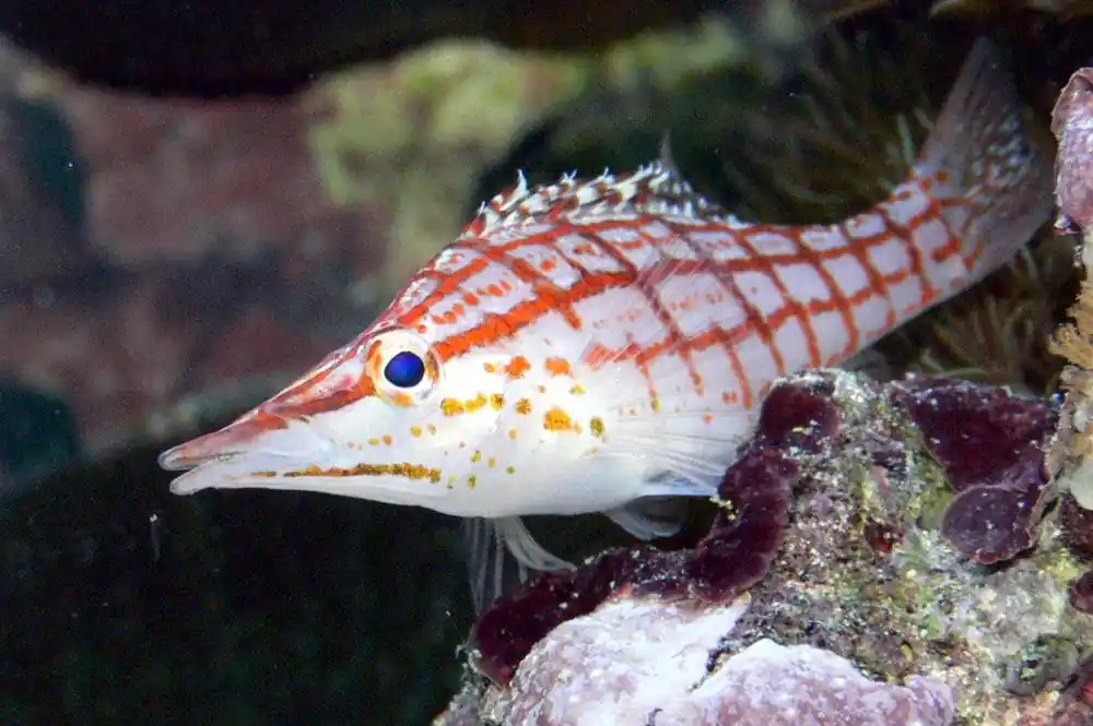 Long Nose Hawkfish - qm