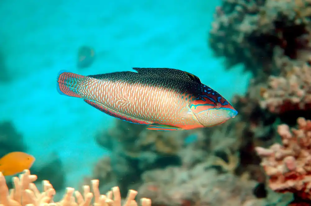 Pearl / China Wrasse - qm