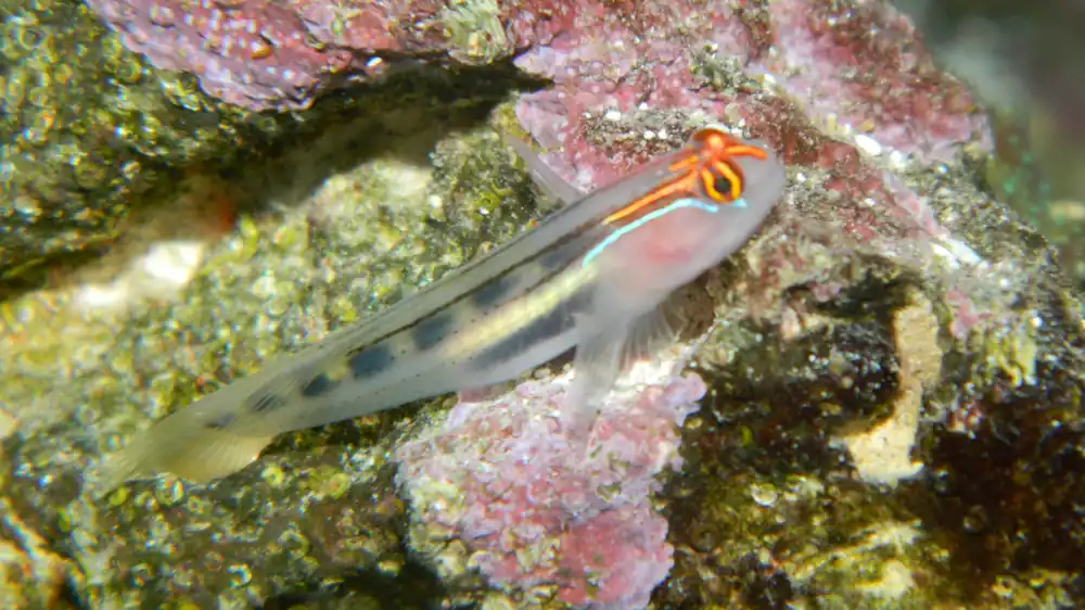 Red Head Goby - qm