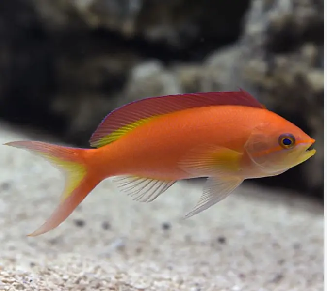 Female Ignitus Flame Anthias - Coral's Coral