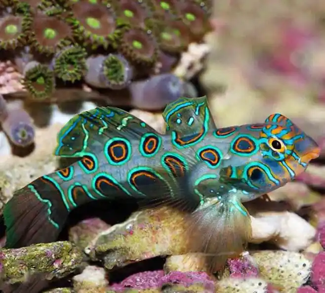 Live 6/18/26 Spotted Mandarin Dragonet - Coral's Coral