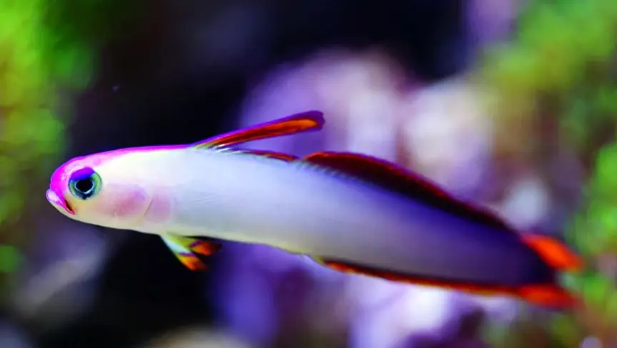 Live 6/18/26 Purple Firefish Goby - Coral's Coral