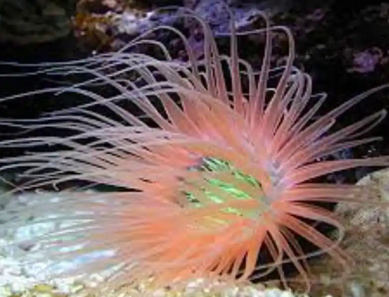 Colored Tube Anemone - Coral's Coral