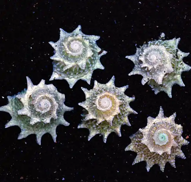 Live 6/18/26 Spiny Star Snail - Coral's Coral